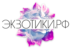 Эксзотики.рф
